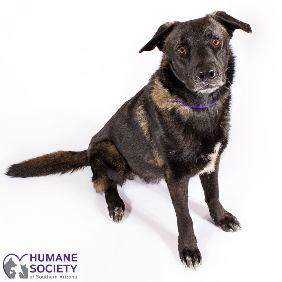 Adopt a friend: Pinto